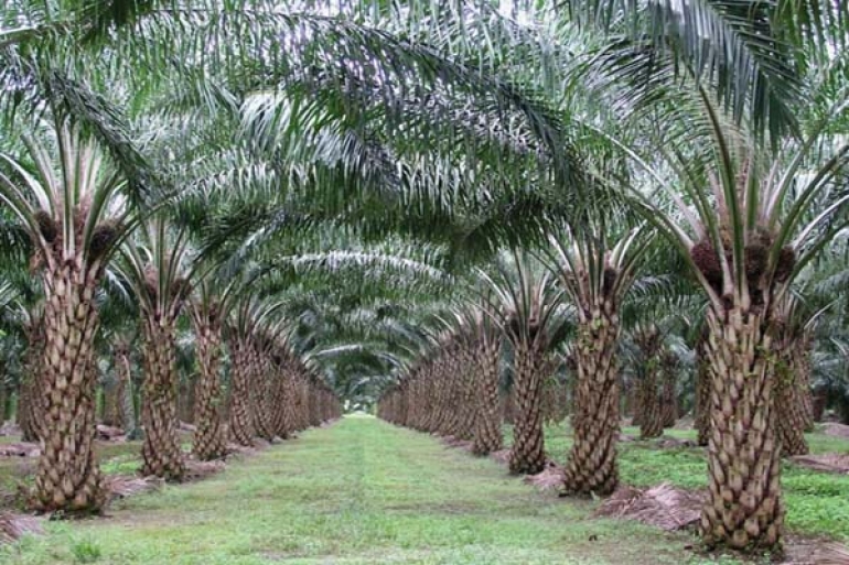 PROFIL LEMBAGA SERTIFIKASI MISB (LS-MISB)